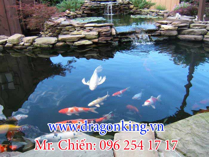 Hồ cá Koi