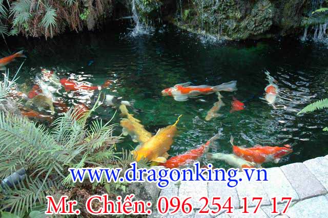 Hồ cá Koi